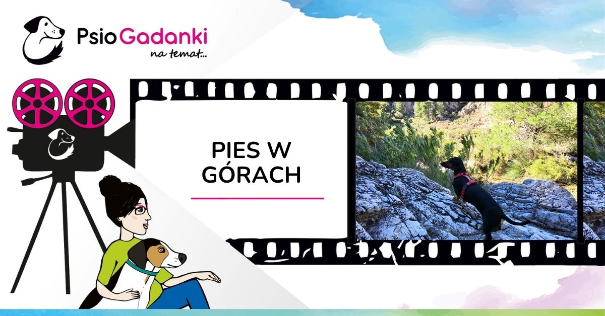 Psiogadanki_Pies w górach